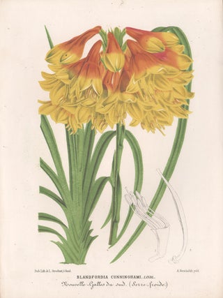 Blandfordia Cunninghsmi. Lindl. L Stroobant.