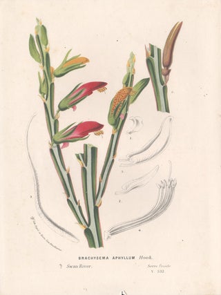 Item #429 Brachysema Aphyllum Hook. Anon