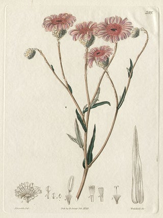 Item #430 Podolepis Gracilis - Branched Podolepsis. H Weddell after Edwin Dalton Smith