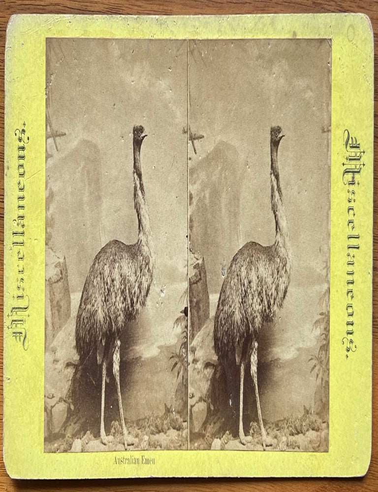 Item #4323 Australian Emeu (Emu). Anon.