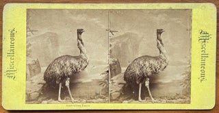 Item #4323 Australian Emeu (Emu). Anon
