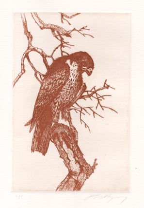 Item #4327 Peregrine Falcon. Paul Margocsy, 1945