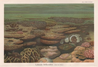 Item #4362 Living Coral Reef. Anon