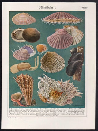 Muscheln I (Shells)