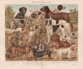 Item #4386 Hunde II (Hounds, Dogs). Anon