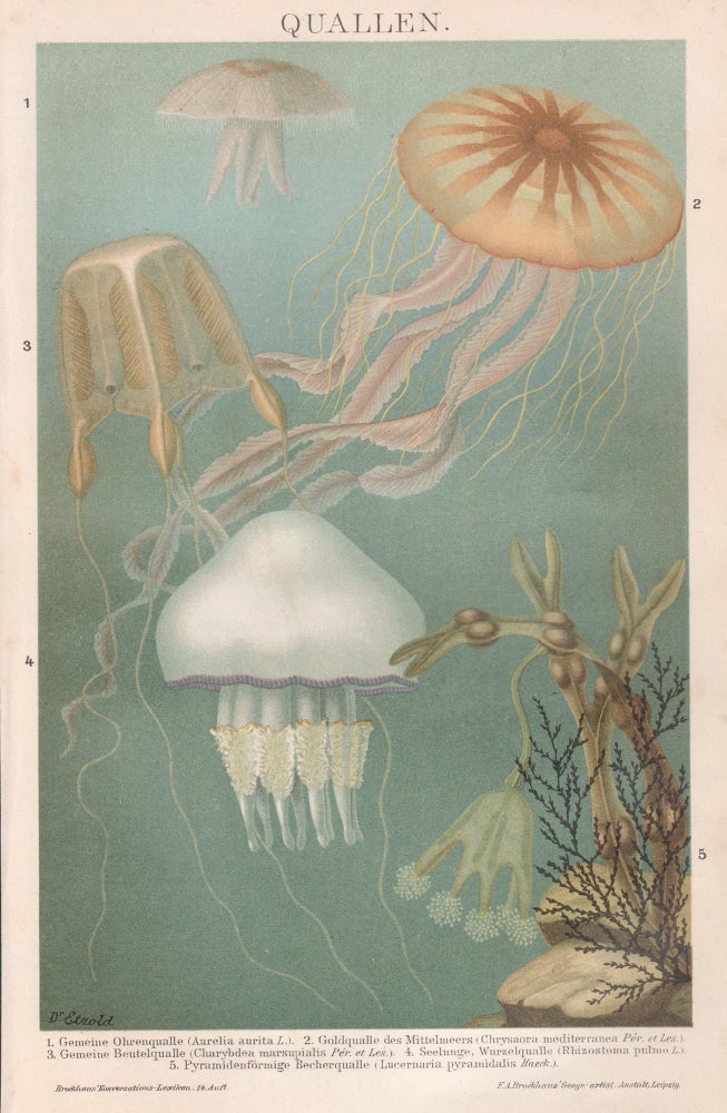 Item #4414 Quallen (Jellyfish). After Dr Etzold.