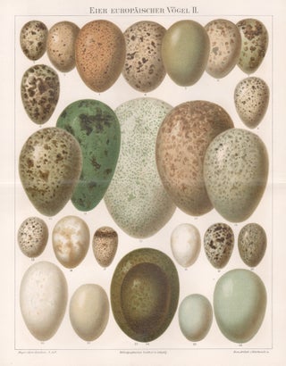 Item #4415 Eier europaischer Vogel II (European bird eggs). Anon