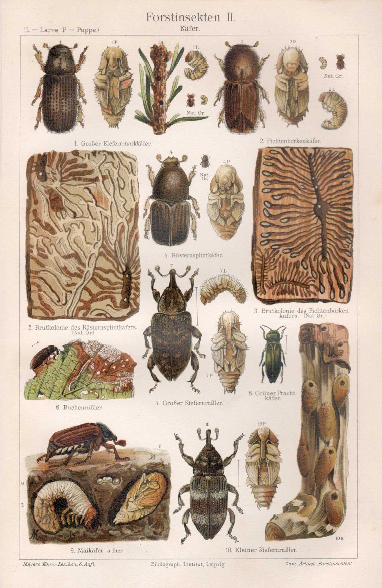 Fores Insect Forstinsekten II Kafer Forest Insects - Beetles | Anon