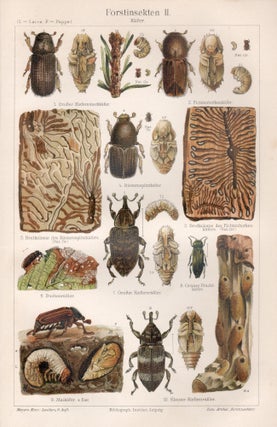 Item #4416 Forstinsekten II Kafer (Forest Insects - Beetles). Anon