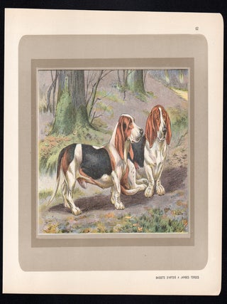 Bassets D'Artois A Jambes Torses