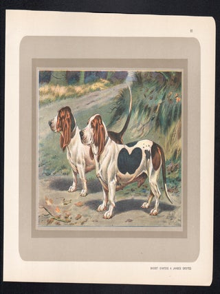 Bassets D'Artois A Jambes Droites