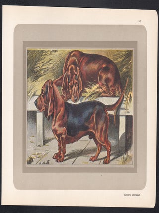 Bassets Ardennais