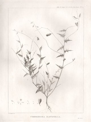 Item #442 Chorizema Ilicifolia. After Pierre Joseph Redoute
