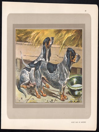 Basset Bleu de Gascogne