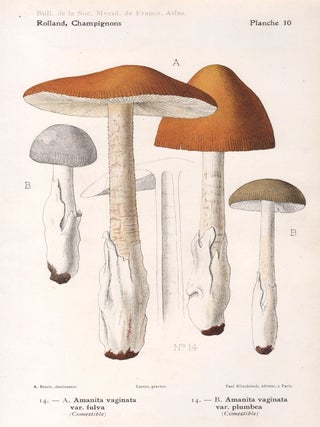 Item #4431 Champignon - Mushroom. Lassus after Aimé Bessin