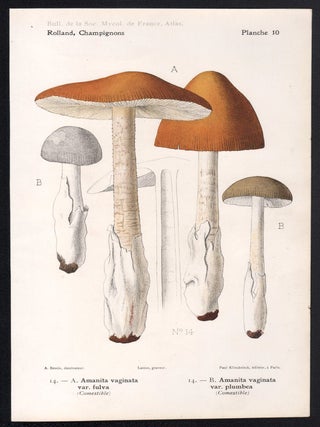 Champignon - Mushroom