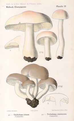 Item #4432 Champignon - Mushroom. Lassus after Aimé Bessin