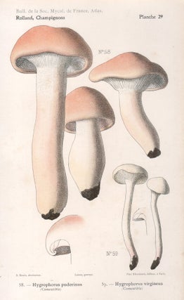 Item #4434 Champignon - Mushroom. Lassus after Aimé Bessin