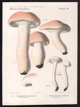 Champignon - Mushroom
