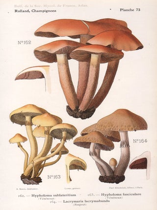 Item #4436 Champignon - Mushroom. Lassus after Aimé Bessin