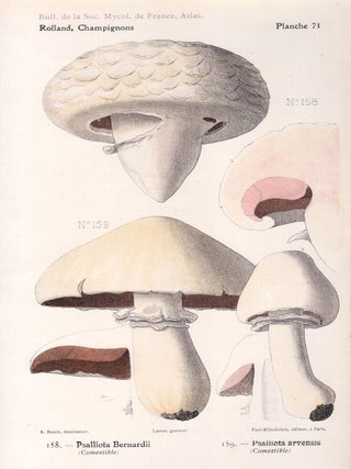 Item #4437 Champignon - Mushroom. Lassus after Aimé Bessin