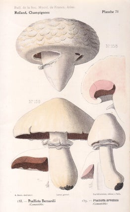 Item #4437 Champignon - Mushroom. Lassus after Aimé Bessin
