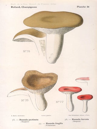 Item #4438 Champignon - Mushroom. Lassus after Aimé Bessin