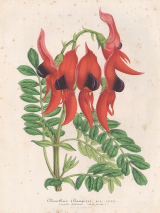 Item #444 Clianthus Dampieri. Anon