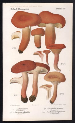 Champignon - Mushroom