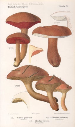 Item #4442 Champignon - Mushroom. Lassus after Aimé Bessin