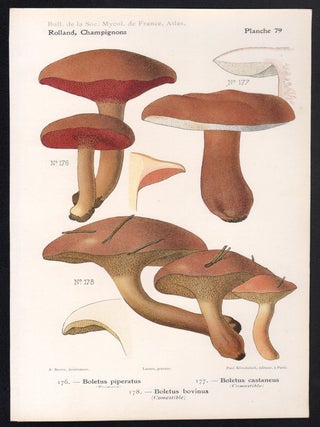 Champignon - Mushroom