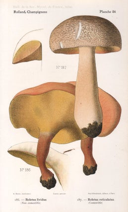 Item #4444 Champignon - Mushroom. Lassus after Aimé Bessin