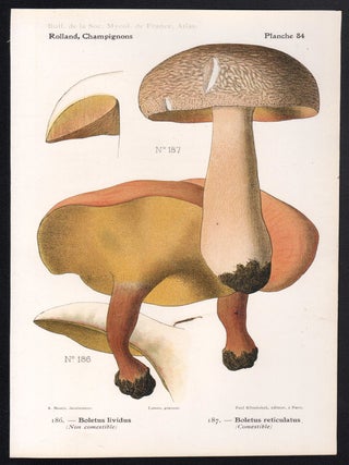 Champignon - Mushroom