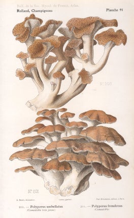Item #4445 Champignon - Mushroom. Lassus after Aimé Bessin