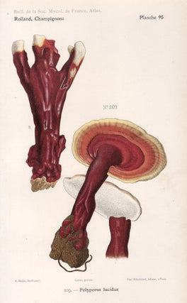 Item #4446 Champignon - Mushroom. Lassus after Aimé Bessin