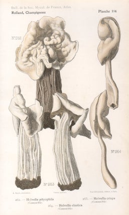 Item #4447 Champignon - Mushroom. Lassus after Aimé Bessin