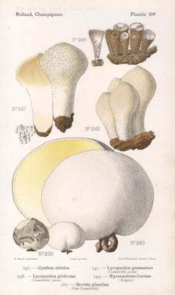 Item #4448 Champignon - Mushroom. Lassus after Aimé Bessin