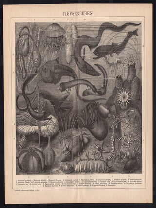 Tiefseeleben (Deep Sea Life)
