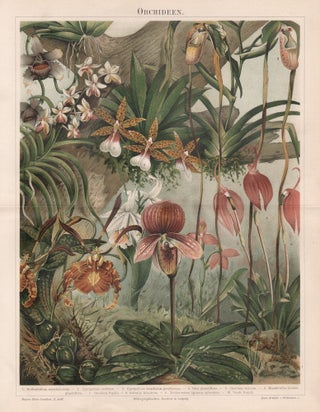 Item #4459 Orchideen (Orchids). Anon