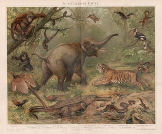 Orientalische Fauna (Oriental Fauna
