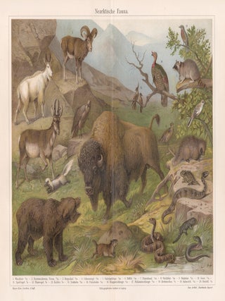 Item #4466 Neartktische Fauna (Neartic Fauna). After Friedrich Specht