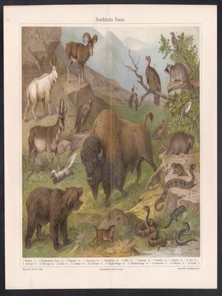 Neartktische Fauna (Neartic Fauna)
