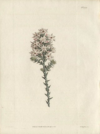 Item #447 Sprengelia Incarnata - Flesh-Coloured Sprengelia. Francis Sansom after Sydenham...