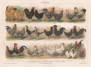 Item #4470 Huhnerrassen (Poultry Breeds). Anon