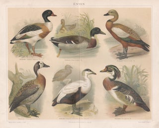 Item #4473 Enten (Ducks). Anon