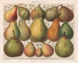 Item #4474 Birnen (System Lucas) (Pears). Anon