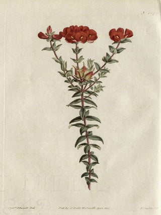 Item #448 Oxylobium Cordifolium - Heart-Leaved Oxylobium. Francis Sansom after Sydenham Edwards,...