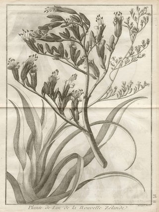 Item #451 Flax Plant, New Zealand. Robert Benard, engraver