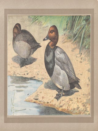 Canard Milouin (Common Pochard) (Duck