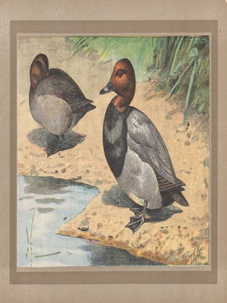 Item #4511 Canard Milouin (Common Pochard) (Duck). After P. Mahler